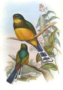 Javan Trogon Harpactes Reinwardti