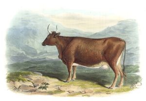 Kerry Breed Vintage Illustrations of Farm Animals Public Domain