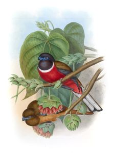 Malabar Trogon Harpactes Fasciatus