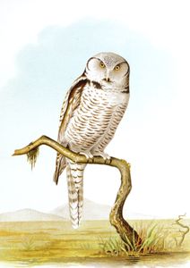 Northern Hawk Owl Surnia Ulula