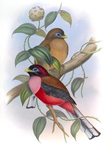 Philippine Trogon Harpactes Ardens