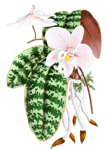 Phalaenpsis Schilleriana Vintage Leaf Illustrations