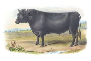 Polleo Angus Breed Vintage Illustrations of Farm Animals Public Domain