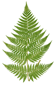 Polybotrya Osmundacea Vintage Fern Illustrations