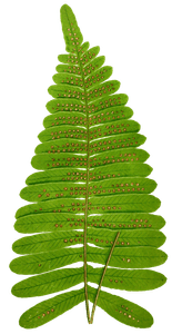 Polypodium Glaucum Vintage Fern Illustrations