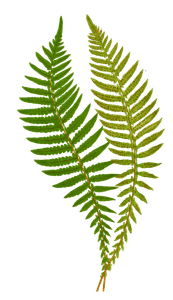 Polypodium Hastaefolium Vintage Fern Illustrations