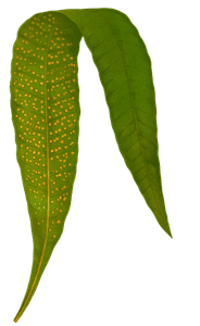 Polypodium Hemionitideum Vintage Fern Illustrations