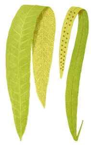 Polypodium Irioides Vintage Fern Illustrations