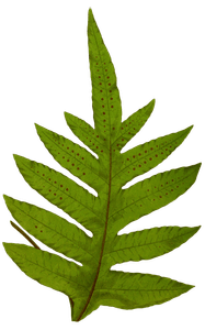 Polypodium Lepidopodum Vintage Fern Illustrations