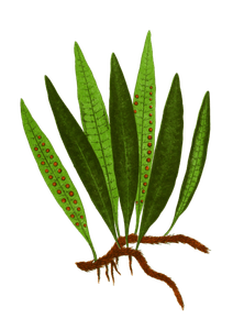 Polypodium Lycopodioides Vintage Fern Illustrations