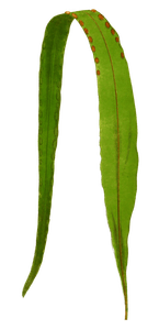 Polypodium Longifolium Vintage Fern Illustrations