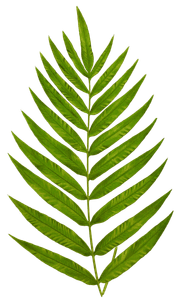 Polypodium Meniscifolium Vintage Fern Illustrations