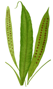 Polypodium Percussum Vintage Fern Illustrations