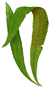 Polypodium Nitidum Vintage Fern Illustrations