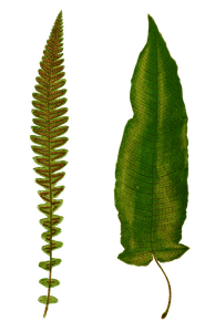 Polypodium Scolopendroides Vintage Fern Illustrations