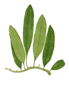 Polypodium Squamulosum Vintage Fern Illustrations