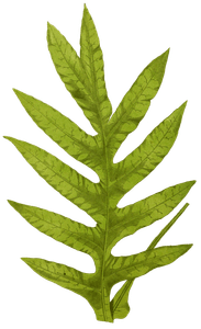 Polypodium Quercifolium Vintage Fern Illustrations