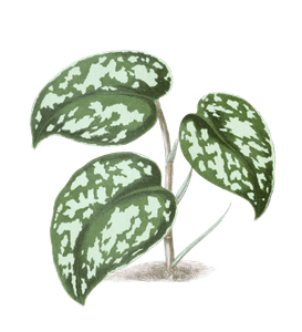 Pothos Argyraea