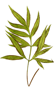 Pteris Denticulata Vintage Fern Illustrations