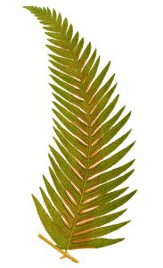 Pteris Kingiana Vintage Fern Illustrations