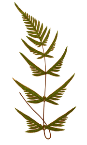 Pteris Semipinnata Vintage Fern Illustrations