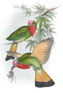 Red Bearded Bee Eater Nyctyornis Amictus