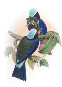 Purple Winged Roller Coracias Temmincki