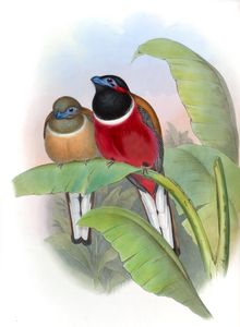 Red Naped Trogon Harpactes Kasumba