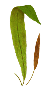 Acrostichum Villosum Vintage Fern Illustrations