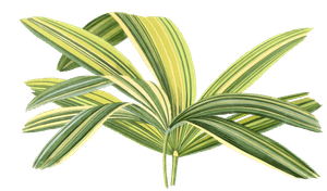Rhapis Flabelliformis Vintage Leaf Illustrations