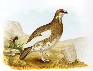 Rock Ptarmigan Lagopus Rupestris Atkhensis