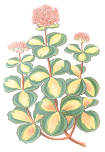 Sedum Sieboldii Vintage Leaf Illustrations