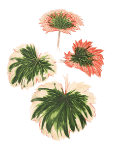 Saxifraga Fortunei Vintage Leaf Illustrations