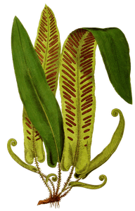 Scolopendrium Vulgare Vintage Fern Illustrations