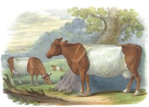 Sheeted Breed If Sinersethire Vintage Illustrations of Farm Animals Public Domain