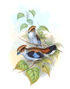 Silver Breasted Broadbill Serilophus Lunatus