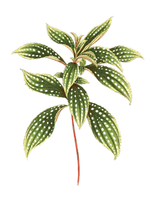 Sonerila Margaritacea