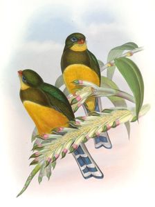 Sumatran Trogon Harpactes Mackloti