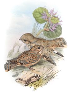 Sample work by Gould, Elizabeth
