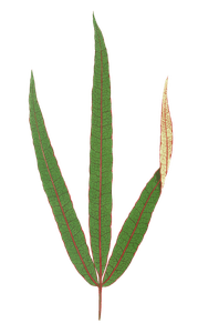 Terminalia Elegans Vintage Leaf Illustrations
