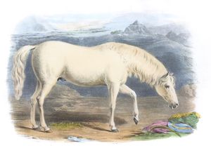 The Arabian Vintage Illustrations of Farm Animals Public Domain