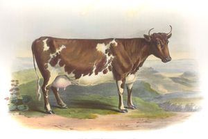 The Arshire Breed Vintage Illustrations of Farm Animals Public Domain