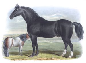The Clysdale Breed Vintage Illustrations of Farm Animals Public Domain