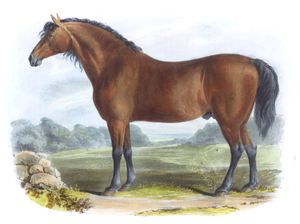 The Cleveland Bay Vintage Illustrations of Farm Animals Public Domain