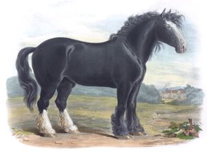 The Old English Black Horse Vintage Illustrations of Farm Animals Public Domain
