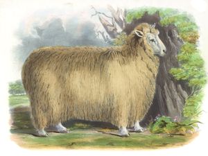 The Old Lincoln Breed Vintage Illustrations of Farm Animals Public Domain