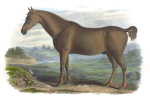 The Old Irish Hunter Vintage Illustrations of Farm Animals Public Domain