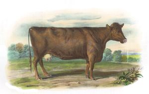 The Polleo Suffolk Breed Vintage Illustrations of Farm Animals Public Domain