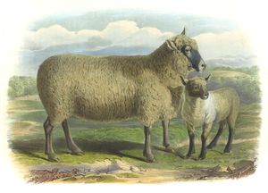 The South Down Breed Vintage Illustrations of Farm Animals Public Domain