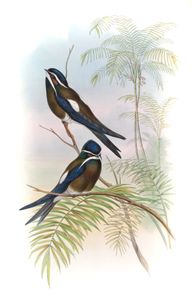 Tufted Tree Swift Dendrochelidon Comatus